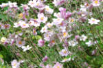 Anemone hybridus Elegans